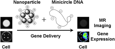 Scheme showing: cell with nanoparticle + minicircle DNA and Gene delivery goes to MR imaging and Gene expression