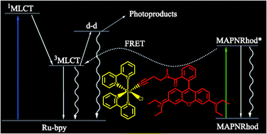 Graphical abstract: Energy transfer from a rhodamine antenna to a ruthenium–bipyridine center