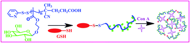 Graphical abstract: Glycopolymer–peptide bioconjugates with antioxidant activity via RAFT polymerization