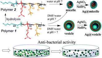 Graphical abstract: Preparation of water-dispersible silver-decorated polymer vesicles and micelles with excellent antibacterial efficacy