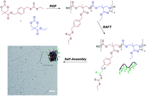 Graphical abstract: Degradable graft copolymers by ring-opening and reverse addition–fragmentation chain transfer polymerization