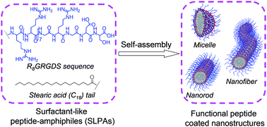 Graphical abstract: Controlled peptide coated nanostructures via the self-assembly of functional peptide building blocks