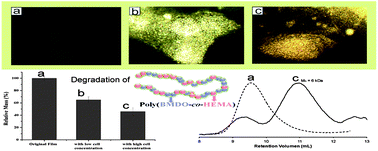 Graphical abstract: Biocompatible and degradable poly(2-hydroxyethyl methacrylate) based polymers for biomedical applications