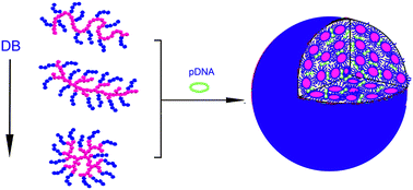 Graphical abstract: Enhanced gene transfection efficiency of PDMAEMA by incorporating hydrophobic hyperbranched polymer cores: effect of degree of branching