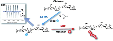 Graphical abstract: Heterogeneous modification of chitosan via nitroxide-mediated polymerization
