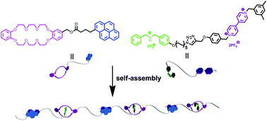 Graphical abstract: A supramolecular polymer formed by the combination of crown ether-based and charge-transfer molecular recognition