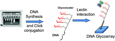 Graphical abstract of C2RA21550K