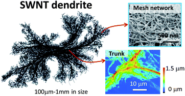 Dendritic Carbon Nanotube Networks