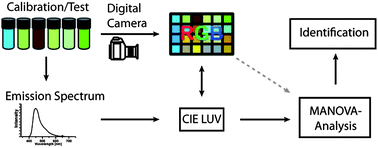 Graphical abstract: Digital photography for the analysis of fluorescence responses