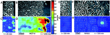 Graphical abstract: Directed persistent motion maintains sheet integrity during multi-cellular spreading and migration