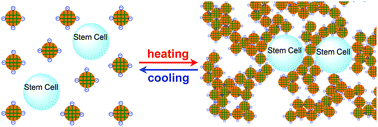 Graphical abstract: Exploring thermal reversible hydrogels for stem cell expansion in three-dimensions