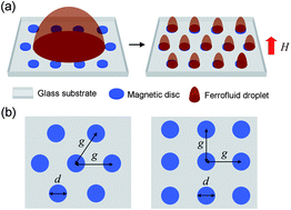 Graphical abstract: Field evolution of self-assembled lattice structures of ferrofluid microdroplets on magnetic disc arrays