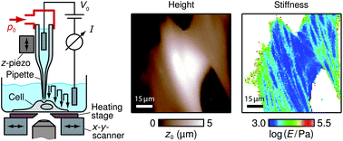 Mapping the mechanical stiffness of live cells with the scanning ion conductance microscope 