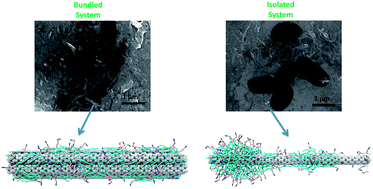 Carbon nanotube bundling: influence on layer-by-layer assembly and antimicrobial activity