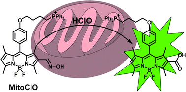 BODIPY-Based Probe for HClO Imaging