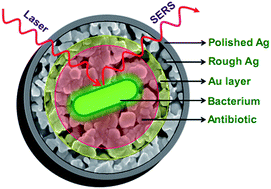 Graphical abstract: Nanostructured silver–gold bimetallic SERS substrates for selective identification of bacteria in human blood