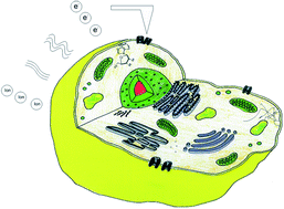 Graphical abstract: Making a big thing of a small cell – recent advances in single cell analysis