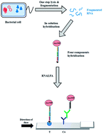 A Lateral Flow Assay for Detection of E. coli Ribosomal RNA