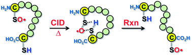 Graphical abstract: Intra-molecular reactions as a new approach to investigate bio-radical reactivity: a case study of cysteine sulfinyl radicals