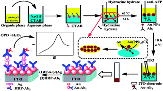 Synthesis of gold-antibody nanocomposite and AFP immunoassay