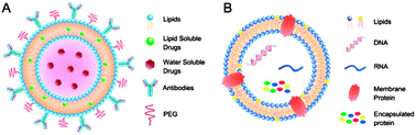 Lipid bilayer structure of the liposome