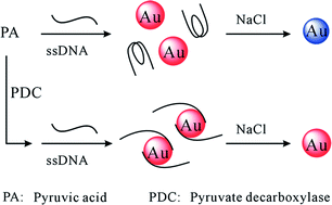 Graphical abstract: Selective and colorimetric detection of pyruvic acid using conformational switch of i-motif DNA and unmodified gold nanoparticles
