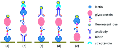 Graphical abstract: Recent advances in the fabrication and detection of lectin microarrays and their application in glycobiology analysis