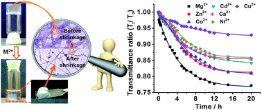 Graphical abstract: A metal ion triggered shrinkable supramolecular hydrogel and controlled release by an amphiphilic peptide dendron