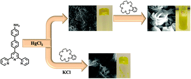 Graphical abstract: A highly selective, Hg2+ triggered hydrogelation: modulation of morphology by chemical stimuli