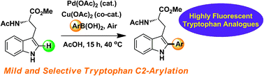 Graphical abstract: A mild and selective Pd-mediated methodology for the synthesis of highly fluorescent 2-arylated tryptophans and tryptophan-containing peptides: a catalytic role for Pd0 nanoparticles?