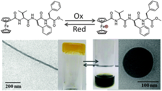 Graphical abstract: Redox-triggered changes in the self-assembly of a ferrocene–peptide conjugate