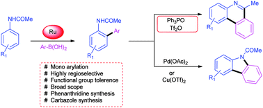 Graphical abstract: Ruthenium-catalyzed ortho-arylation of acetanilides with aromatic boronic acids: an easy route to prepare phenanthridines and carbazoles