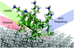 SFG analysis of surface bound proteins: a route towards structure determination