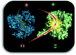 Modeling catalytic promiscuity in the alkaline phosphatase superfamily