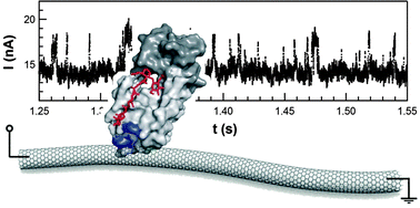 Single molecule recordings of lysozyme activity