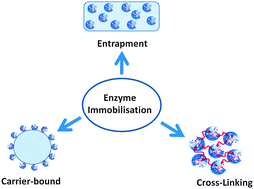 Enzyme Immobilization: Why, What and How | Roger A. Sheldon