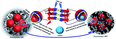 Graphical abstract: Light harvesting vesicular donor–acceptor scaffold limits the rate of charge recombination in the presence of an electron donor