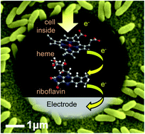 Graphical abstract: Uptake of self-secreted flavins as bound cofactors for extracellular electron transfer in Geobacter species