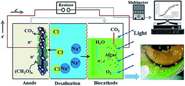 Graphical abstract: Photosynthetic microbial desalination cells (PMDCs) for clean energy, water and biomass production