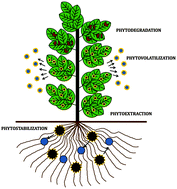 Graphical abstract: A review with recent advancements on bioremediation-based abolition of heavy metals