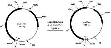 Graphical abstract: Assessing the effect of phosphate and silicate on Cd bioavailability in soil using an Escherichia coli cadAp::luc-based whole-cell sensor