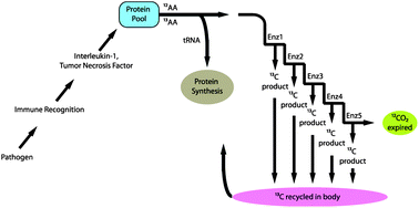 Schematic representation of fractionation of carbon during the catabolic inflammatory acute phase response to infection