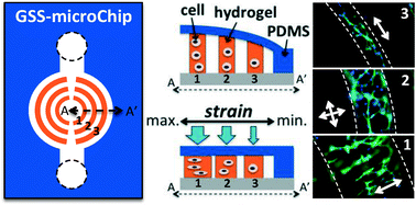 Graphical abstract: Gradient static-strain stimulation in a microfluidic chip for 3D cellular alignment