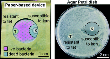 Graphical abstract: Antimicrobial susceptibility assays in paper-based portable culture devices