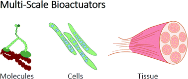 Graphical abstract: Utilization and control of bioactuators across multiple=