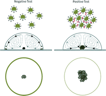 Graphical abstract: Biosensor design based on Marangoni flow in an evaporating drop