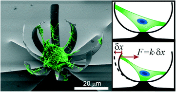 Graphical abstract: Cell force measurements in 3D microfabricated environments based on compliant cantilevers