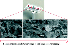 Graphical abstract: Magnetoactive sponges for dynamic control of microfluidic flow patterns in microphysiological systems