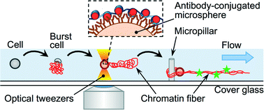 Graphical abstract: Non-destructive handling of individual chromatin fibers isolated from single cells in a microfluidic device utilizing an optically driven microtool