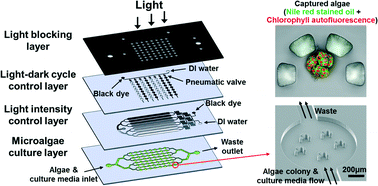 Graphical abstract: A microfluidic photobioreactor array demonstrating high-throughput screening for microalgal oil production